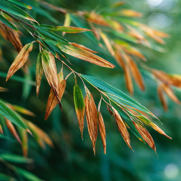 hakonechloa-macra-osychani-spicek-listu-hnede-lemovani-detail-poskozeni