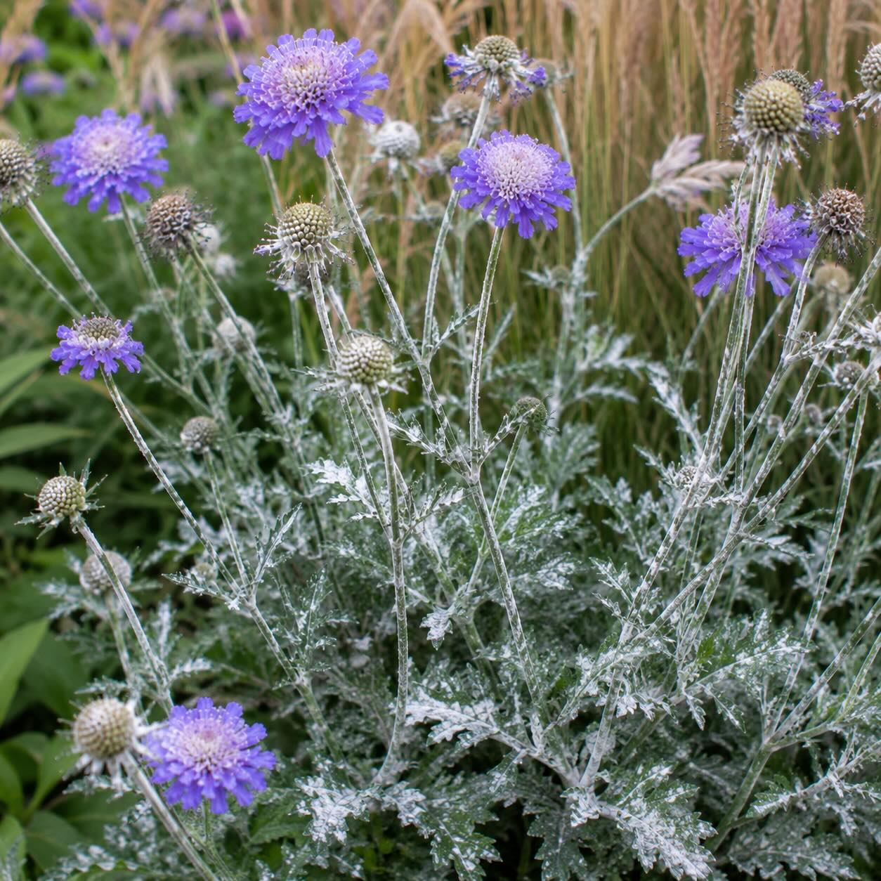 hlavac-scabiosa-padli-na-listech-a-stoncich-behem-kveteni