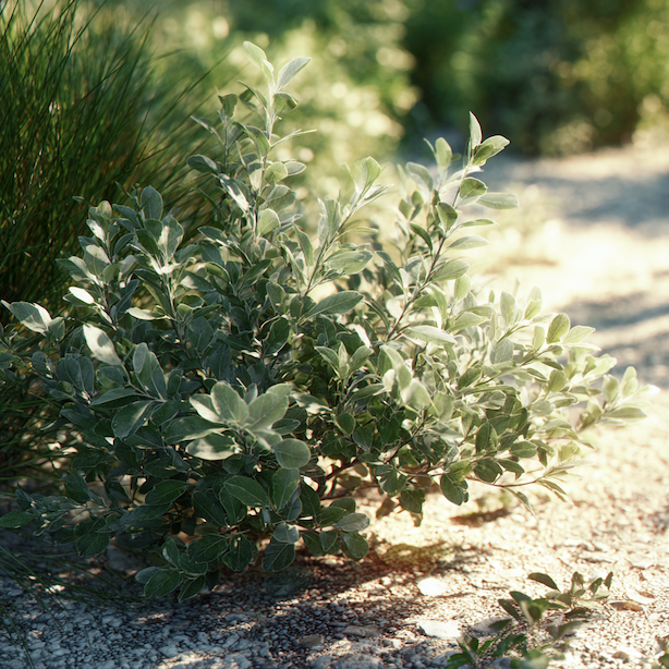 hlosina-elaeagnus-husty-ker-na-slunnem-a-suchém-stanovisti