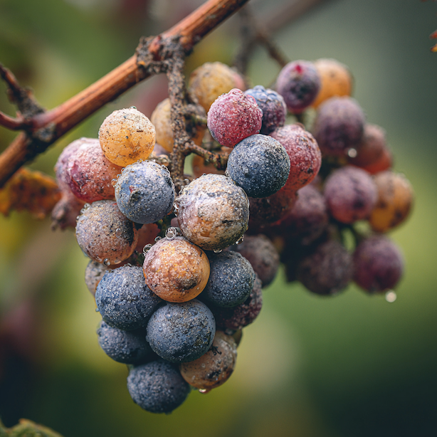 hniloba-hroznu-vinne-revy-vitis-vinifera-botrytida-sedy-povlak-na-bobulich