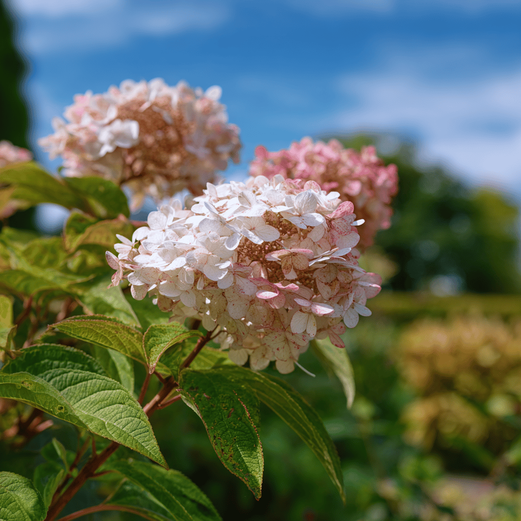 hortenzie-latnata-hydrangea-paniculata-kvety-s-ruzovym-nadechem-v-zahrade