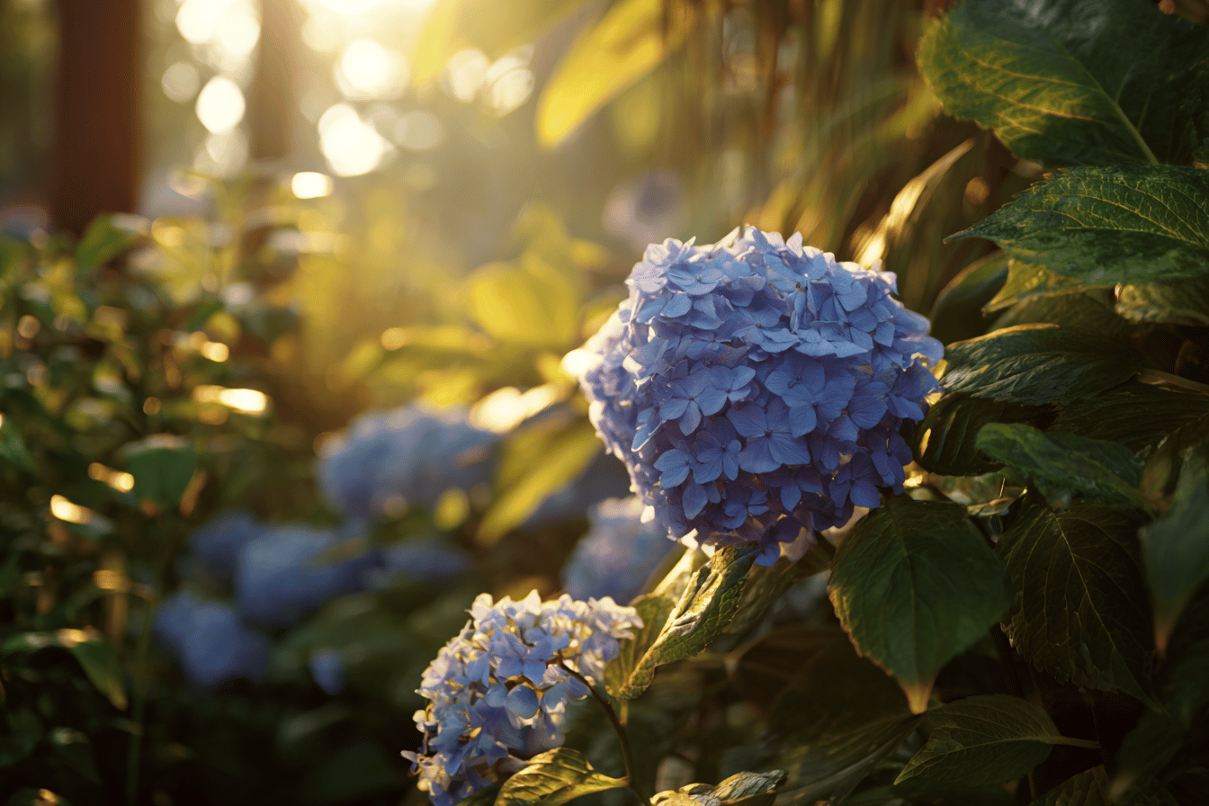 hortenzie-velkoliste-hydrangea-macrophylla-modre-kvety-v-letnim-svetle