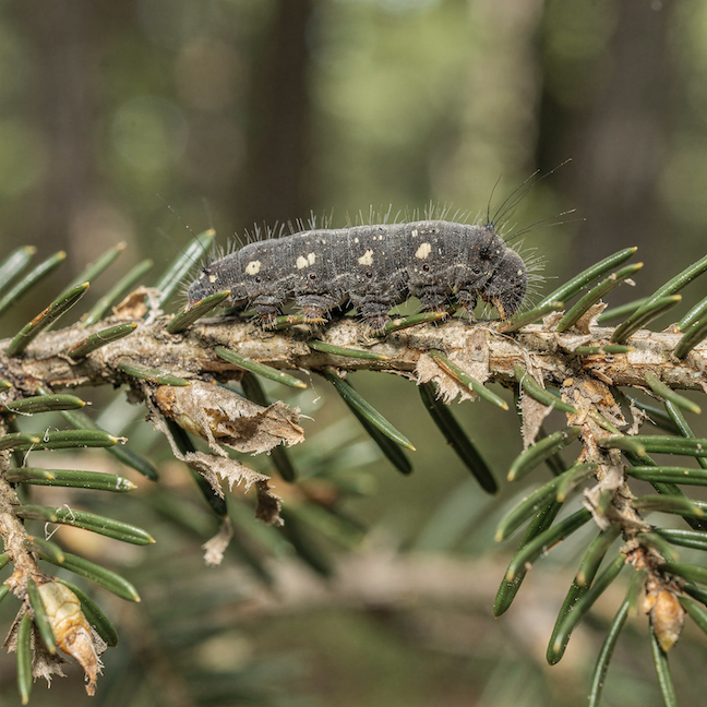 housenka-bekyne-mnisky-lymantria-monacha-na-vetvi-jehlicnanu-holozir