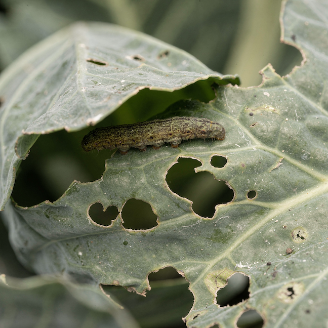 housenka-mura-kapustova-na-listu-zeli-nepravidelne-diry