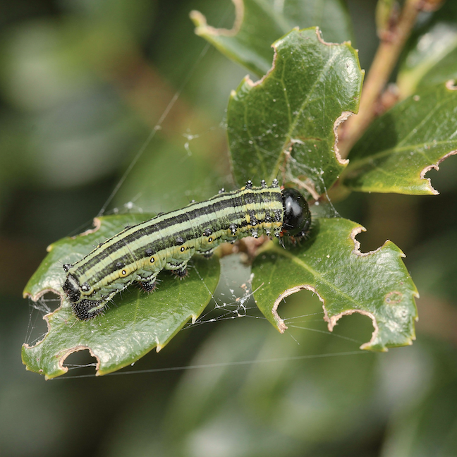 housenka-na-listu-s-nepravidelnymi-dirami-a-okousanymi-okrají-listu-detail-poskozeni