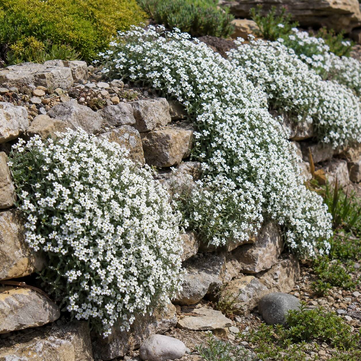 husenik-arabis-na-kamenne-zidce-ve-skalce