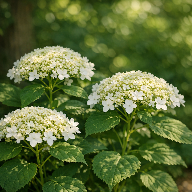 hydrangea-arborescens-white-dome-ploche-bile-kvetenstvi-typu-lacecap-v-polostinne-zahrade
