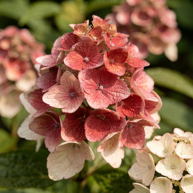 hydrangea-paniculata-diamant-rouge-kvetenstvi-s-prechodem-z-bile-do-cervene-detail-kvetu