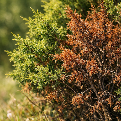 jalovec-juniperus-hnednuti-a-usychani-casti-kerove-formy