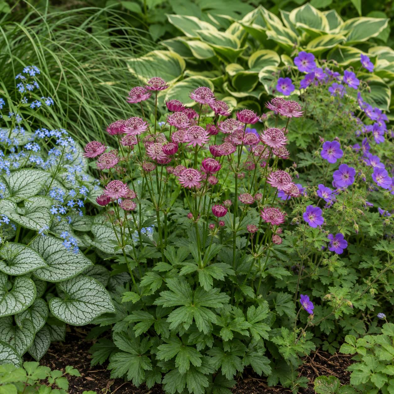 jarmanka-astrantia-major-v-kombinaci-s-pomnenkovcem-bohyskou-a-kakostem-v-polostinu