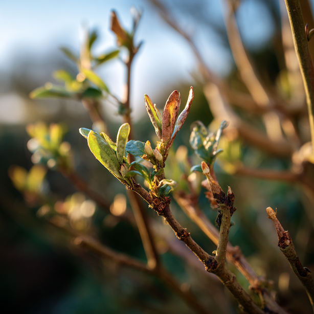 jasmin-nahokvety-jasminum-nudiflorum-namrzle-vyhony-po-zime