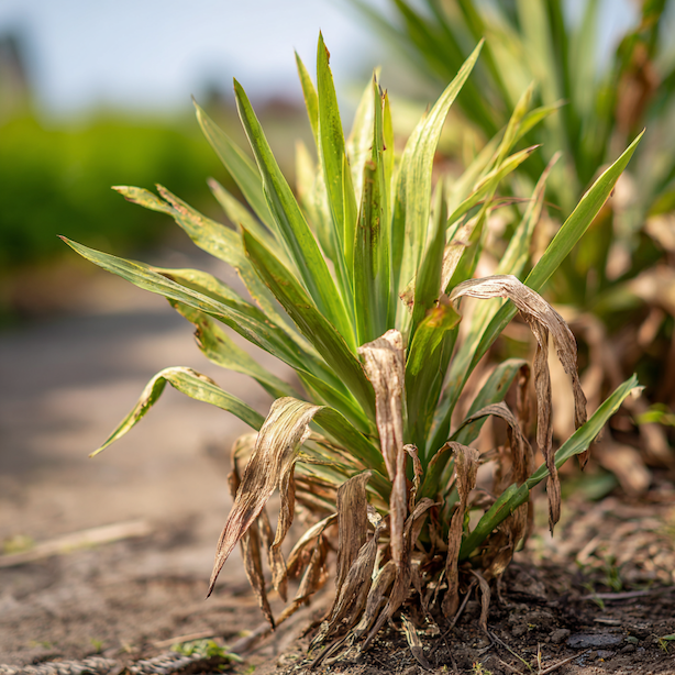 juka-yucca-hniloba-korenu-a-zasychani-spodnich-listu