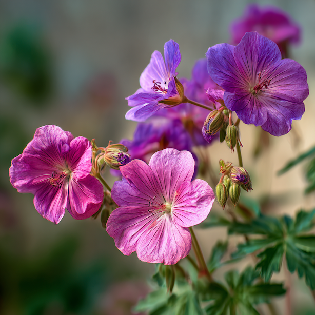 kakost-geranium-detail-kvetu-ruzove-a-fialove-odstiny-letni-kveteni