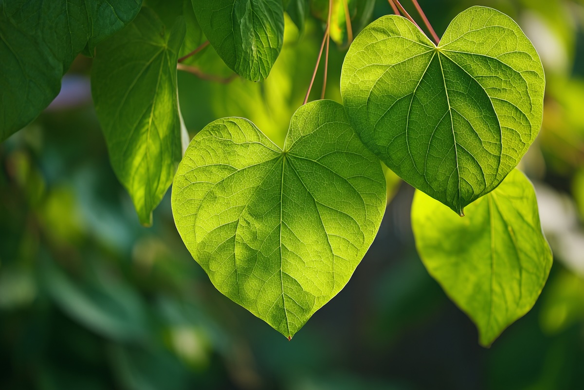 katalpa-listy-detail-velke-srdcite-listy-prosvitene-letnim-sluncem-zretelna-zilnatina