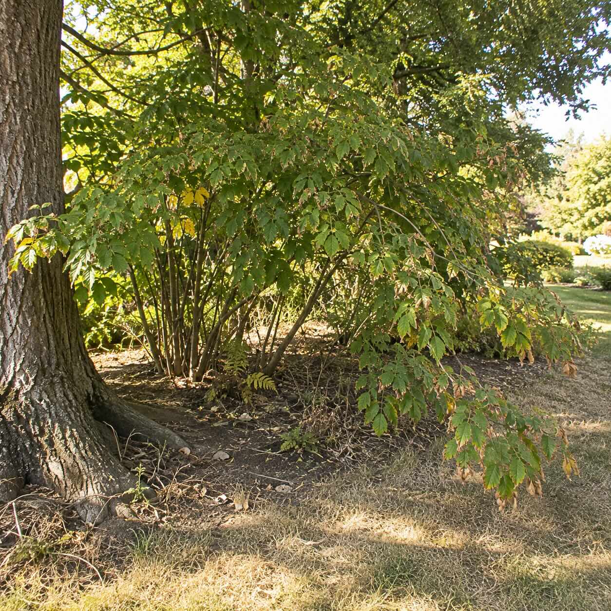klokoc-staphylea-pinnata-vadnuti-a-zasychani-pri-suchu-a-korenove-konkurenci