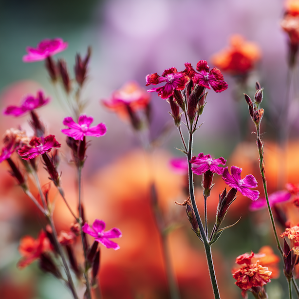 kohoutek-lychnis-odkvetle-kvetenstvi-po-odkvetu-detail-stonku