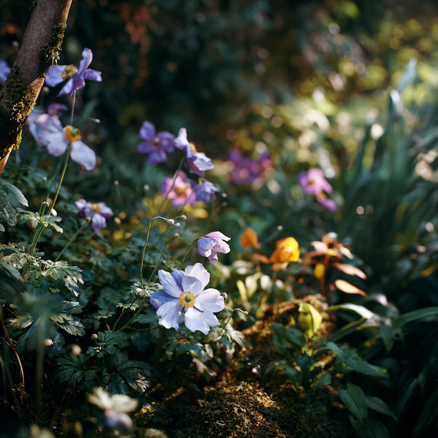 kombinace-sasanek-anemone-v-podrostu-mezi-trvalkami-a-kei