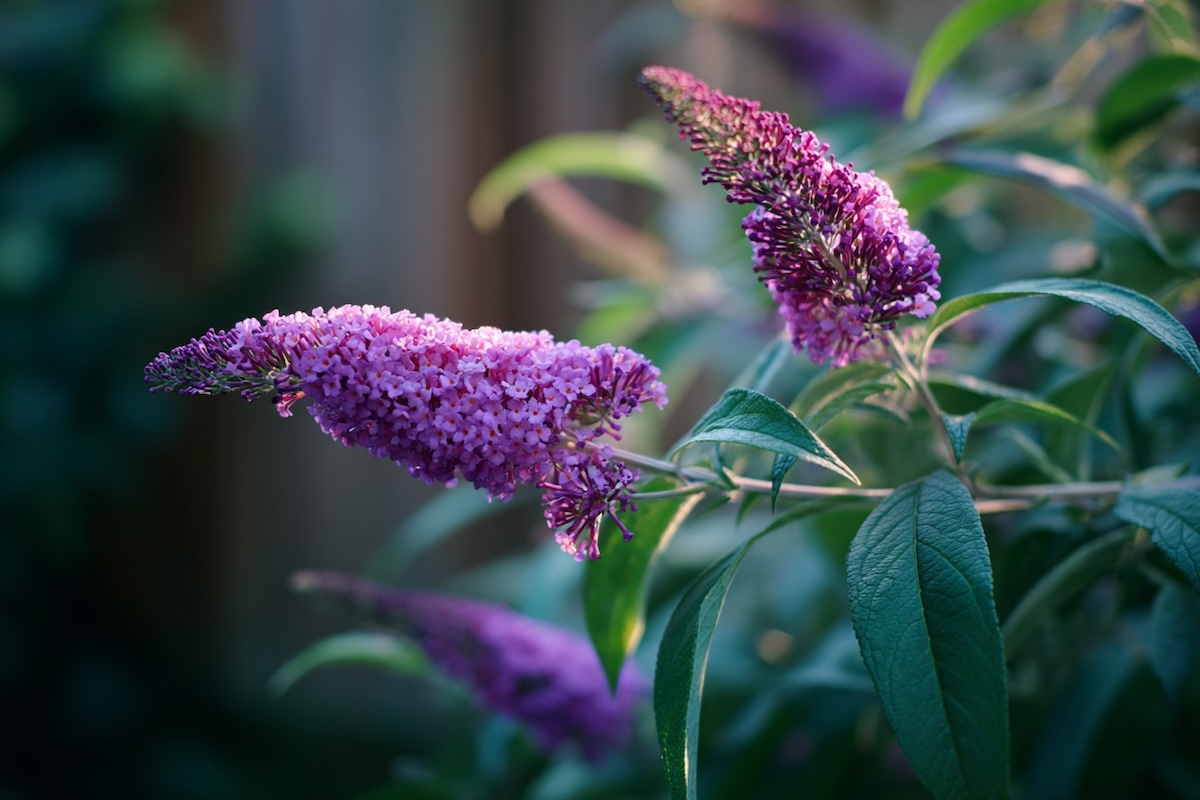 komule-davidova-buddleja-davidii-fialove-kvetenstvi-detail-laty-v-letnim-svetle