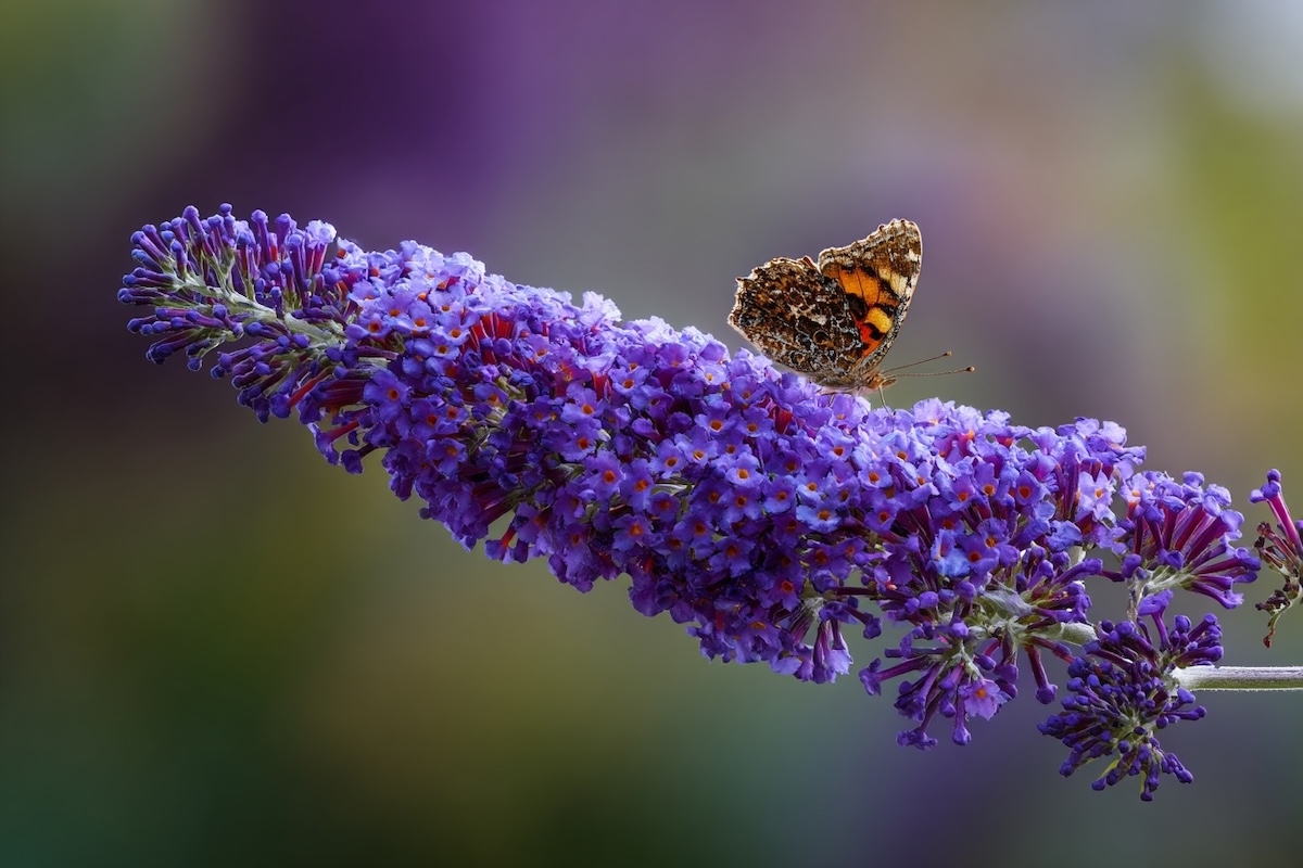 komule-davidova-buddleja-davidii-kvetenstvi-s-motylem-detail-fialovych-kvetu