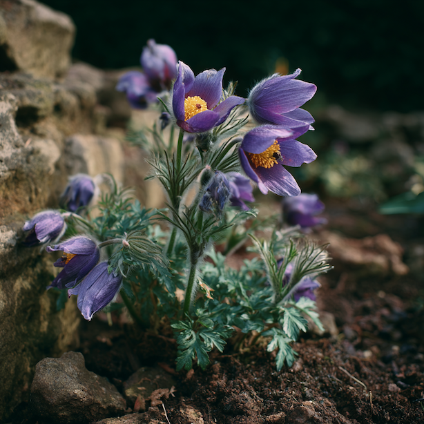 koniklec-pulsatilla-po-odkvetu-ve-skalce-s-dekorativnimi-plodenstvimi