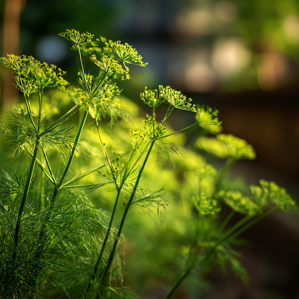 kopr-kvetouci-na-zahone-s-jemnymi-okolikovitými-kvety