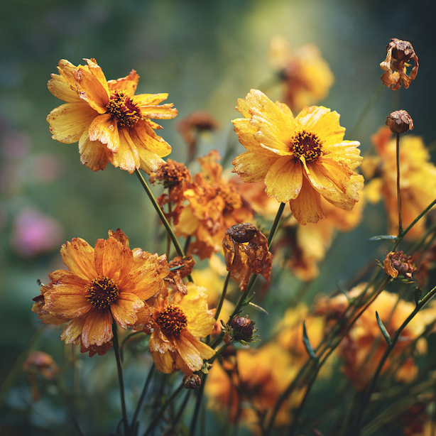 krasnoocko-coreopsis-suche-a-poskozene-kvety-priznaky-problemu