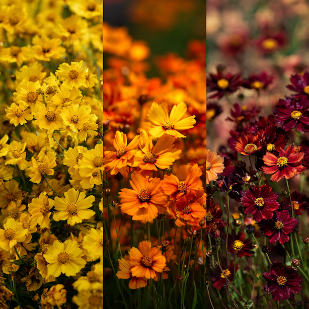 krasnoocko-coreopsis-tri-kultivary-zlute-oranzove-a-cervene-kvety