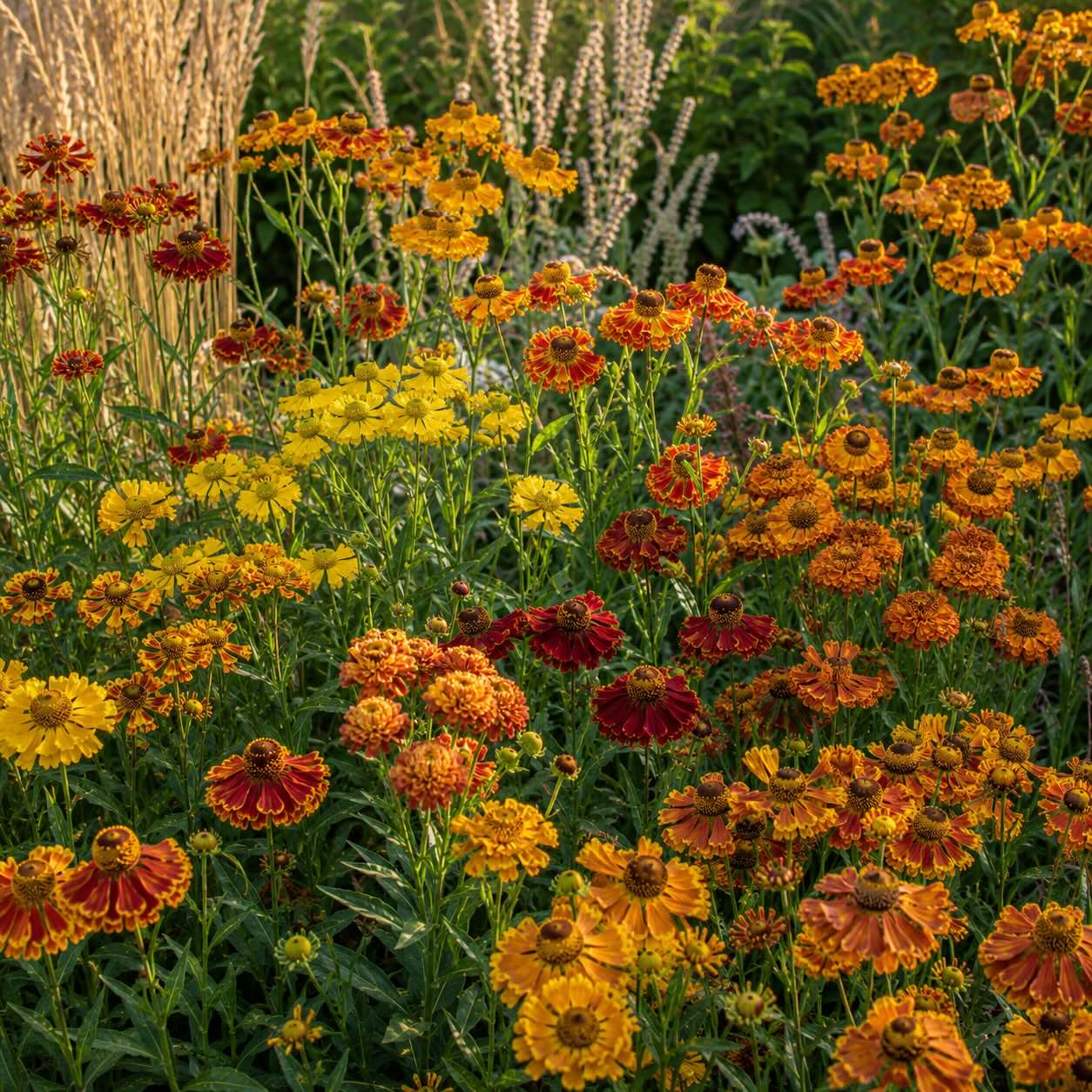 kultivary-zaplevaku-helenium-ve-zlutych-oranzovych-a-cervenych-odstinech