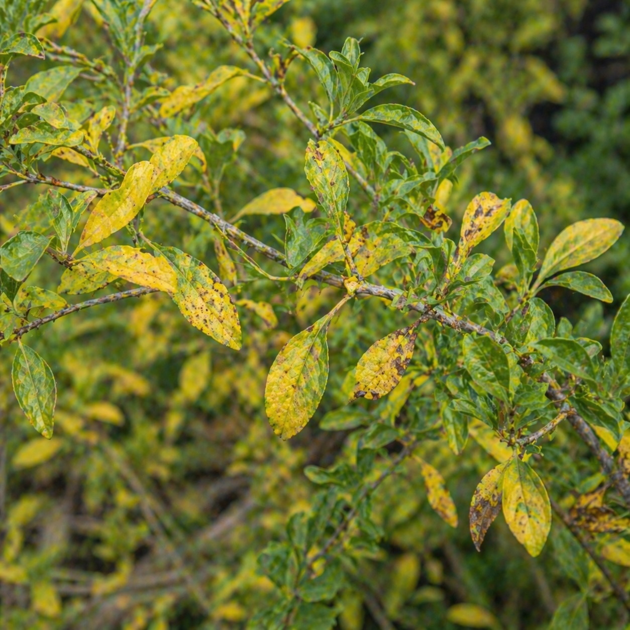 kustovnice-cinska-zloutnuti-listu-goji-se-skvrnami-jako-projev-problemu