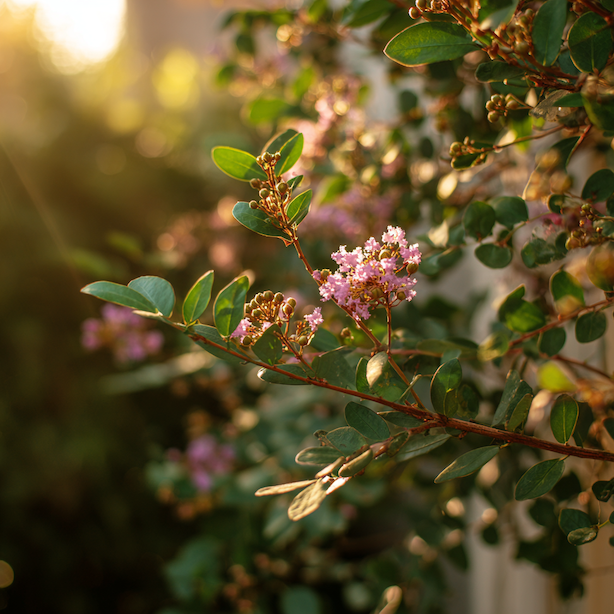 lagerstroemie-indicka-lagerstroemia-indica-kveteni-na-slunnem-stanovisti