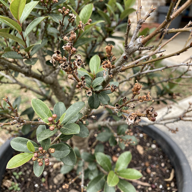 lagerstroemie-indicka-lagerstroemia-indica-slabne-kveteni-a-zasychajici-kvetni-pupeny