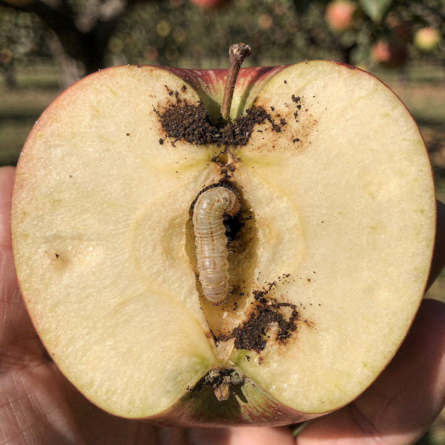 larva-obalec-jablecny-v-jadrovniku-jablka-poskozeni-duzniny-a-trus-v-plodu