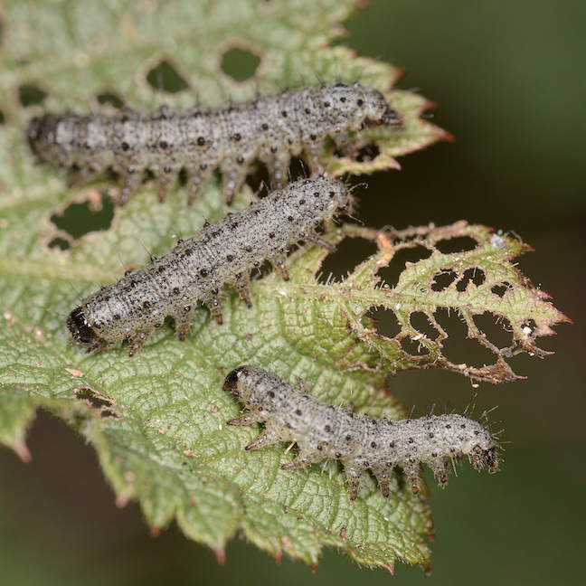 larvy-pilatky-na-listu-skeletovani-a-vice-paru-panozek-detail
