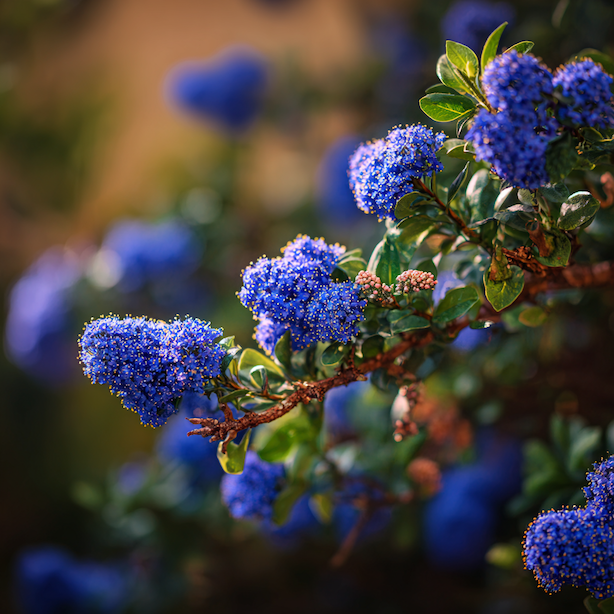 latnatec-ceanothus-modre-kvetenstvi-detail-kvetu-na-vetvi