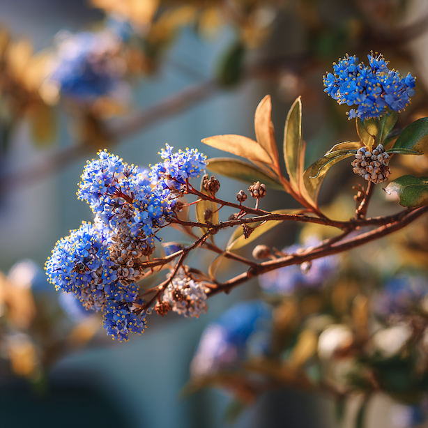 latnatec-ceanothus-odkvetla-kvetenstvi-a-mlade-listy-po-jaru