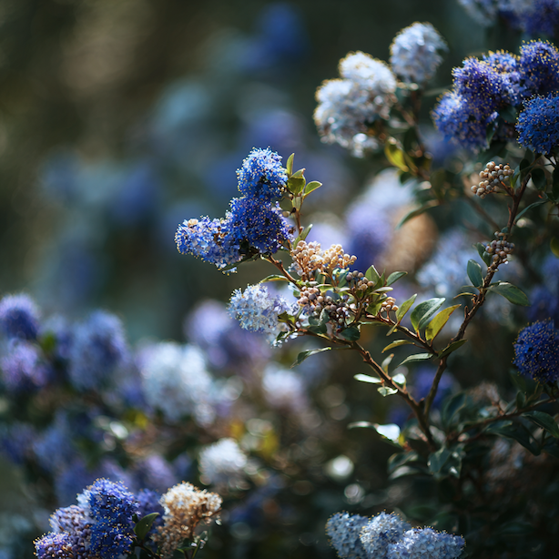latnatec-ceanothus-ruzne-odstiny-modrych-kvetu-na-keri