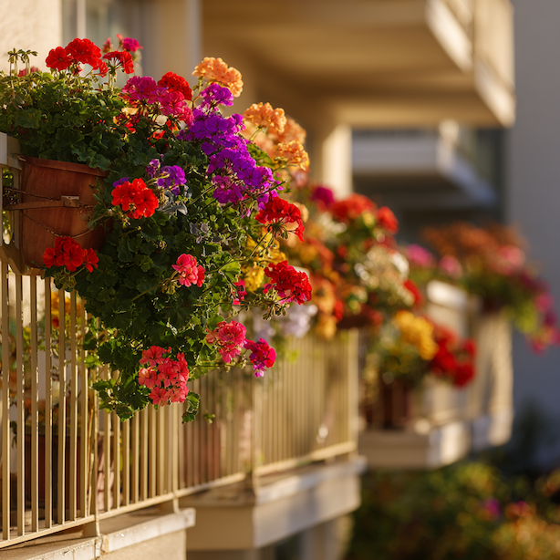 letni-balkonove-rostliny-v-truhlicich-na-zabradli-na-plnem-slunci