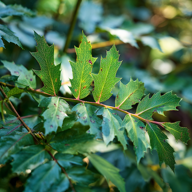 listy-mahonie-s-drobnyma-skvrnami-typicky-projev-napadeni-nebo-stresu