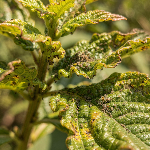 listy-napadene-savymi-skudci-msice-deformace-krouteni-a-lepkavy-povrch