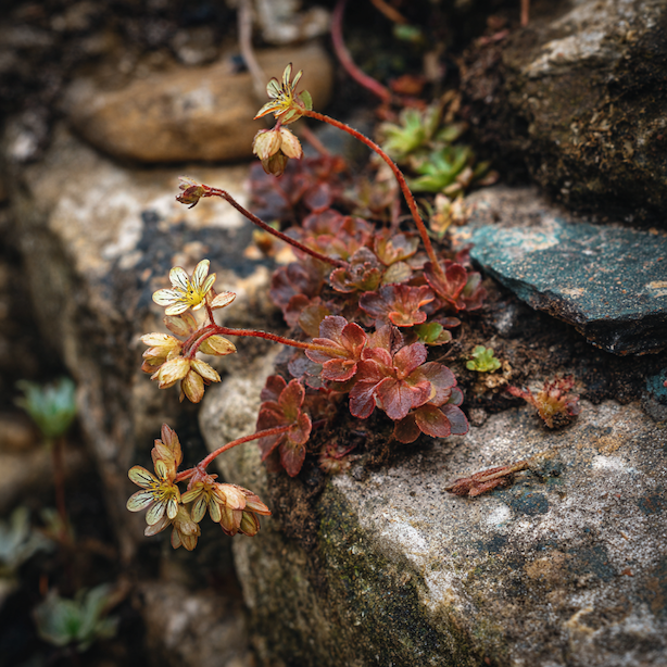 lomikamen-saxifraga-oslabene-ruzice-a-poskozene-kvety-ve-skalce