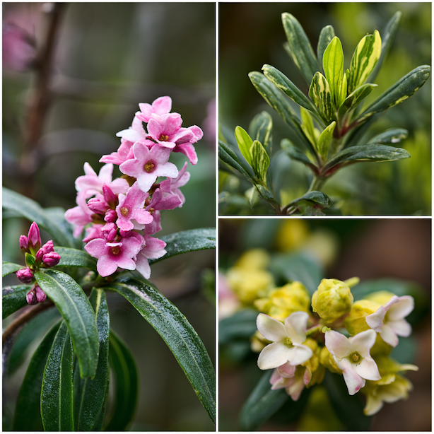 lykovec-daphne-ruzne-druhy-kvetu-ruzove-zlute-a-pestrych-listu