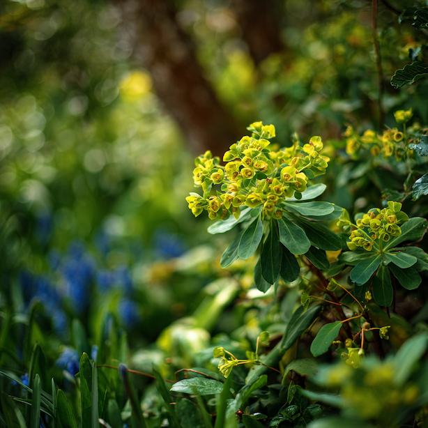 lykovec-daphne-ve-vysadbe-s-jarnimi-cibulovinami-v-polostinu