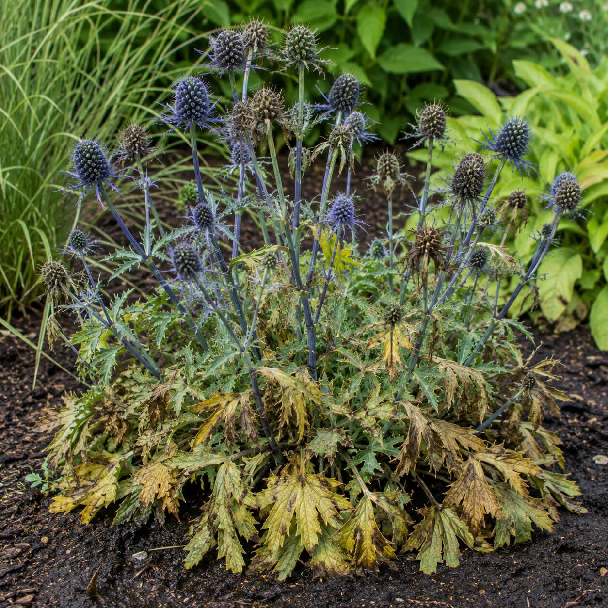 macka-eryngium-s-priznaky-hniloby-korenu-a-zloutnutim-listu-pri-premokreni