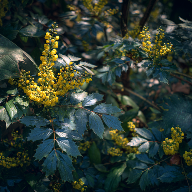 mahonie-aquifolium-kveteni-zlute-hrozny-a-kozovite-listy