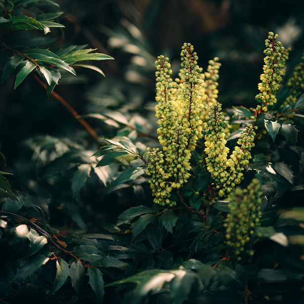 mahonie-kvetouci-zlute-hrozny-v-hustem-stalezelenem-porostu