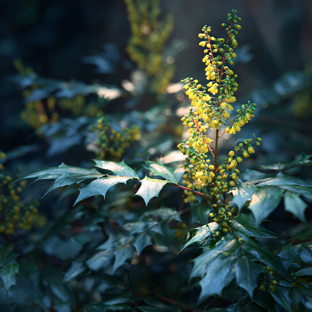 mahonie-zdravy-stalezeleny-ker-se-zlutymi-kvetenstvimi-v-polostinu