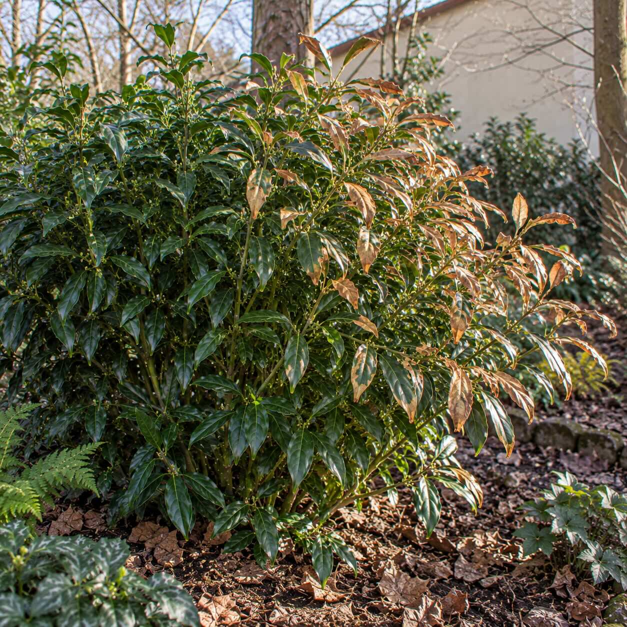 masoplodka-sarcococca-confusa-hnednuti-listu-po-zimnim-vysuseni
