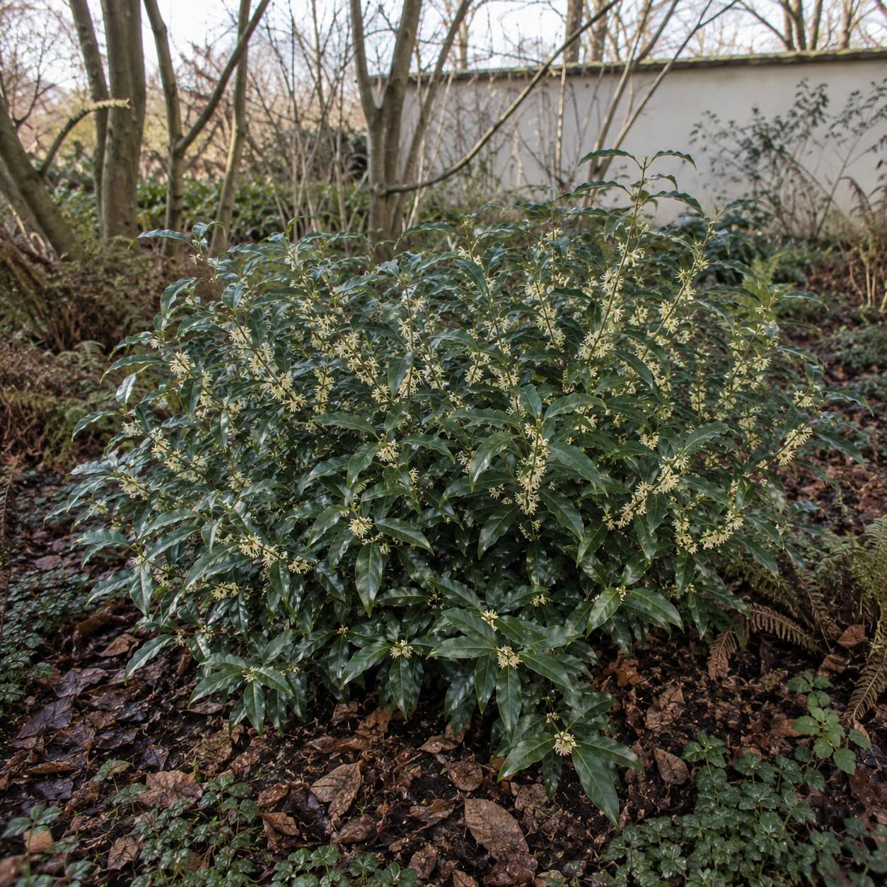 masoplodka-sarcococca-confusa-kvetouci-ker-v-zimni-zahrade