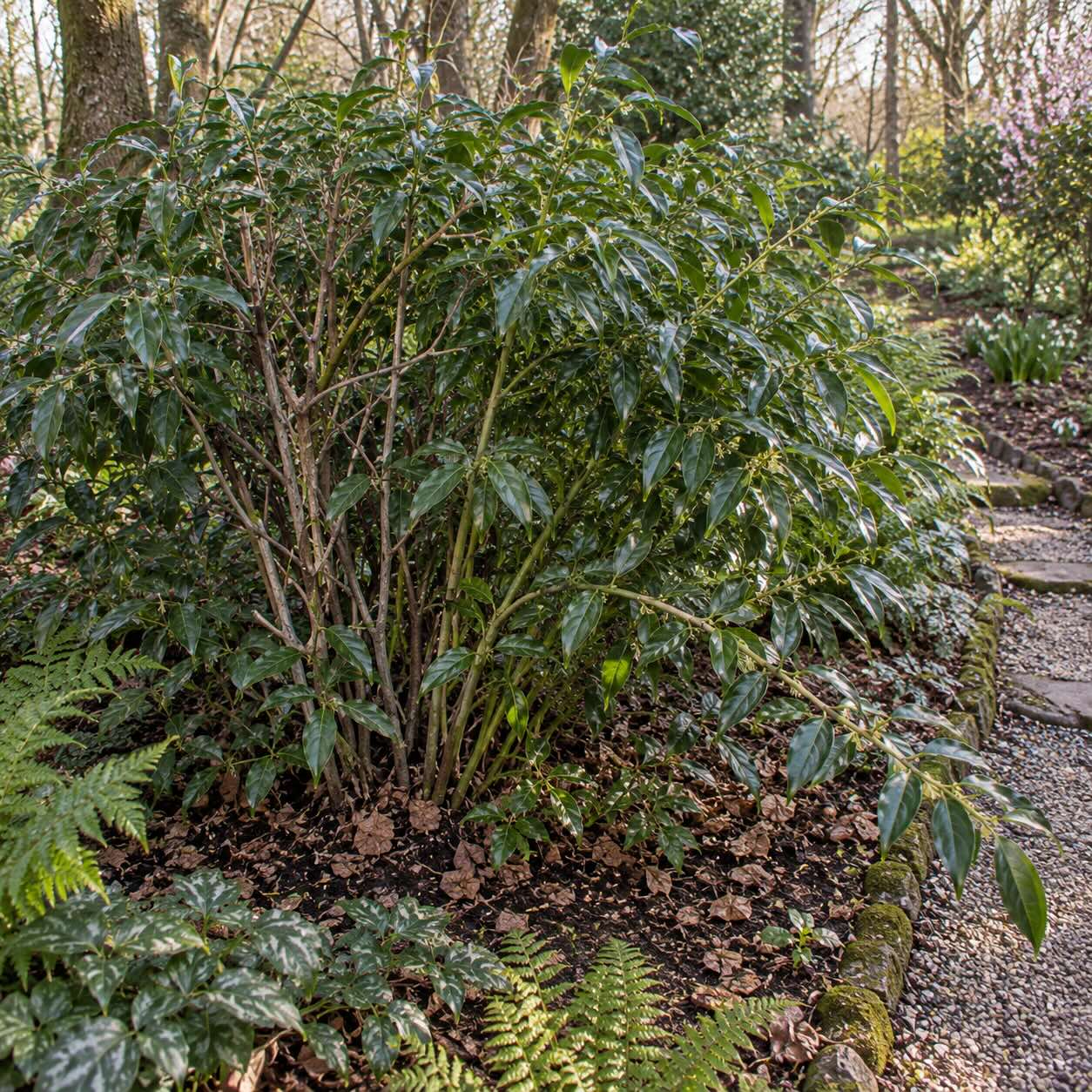 masoplodka-sarcococca-confusa-starsi-ker-pred-selektivnim-rezem