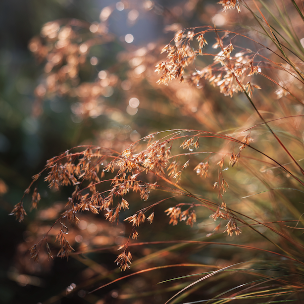 metlice-trsnata-deschampsia-cespitosa-polehle-laty-po-desti-oslabeny-trs